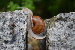 snail_Maria_pixabay_250