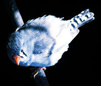 blauer Vogel